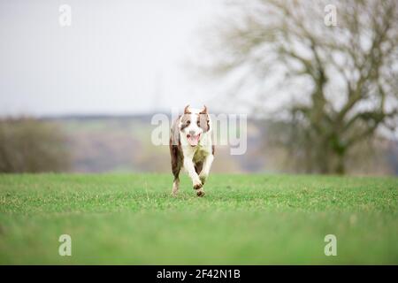 Border Collie sheepdog herding sheep on grass Stock Photo