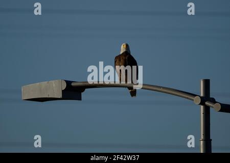 A single bald eagle perched on a light pole. Stock Photo