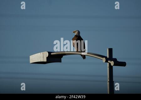 A single bald eagle perched on a light pole. Stock Photo