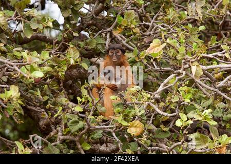 Western Red Colobus Piliocolobus Badius with a baby near Gambia River in Gambia, Africa Stock Photo