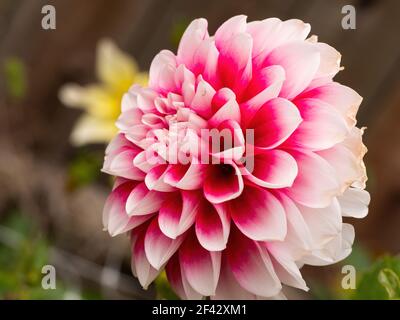 pink dahlia flower with white petal tips