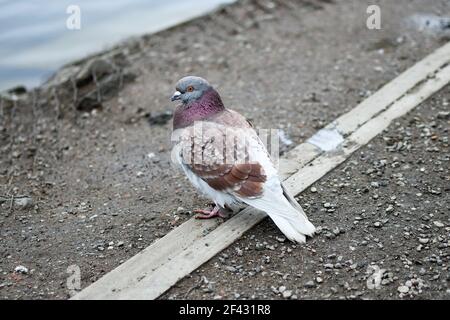 Feral Pigeon (columba livia domestica) by the side of a lake, Reddish Vale Country Park, Manchester, UK Stock Photo