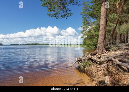 Natural erosion along the shoreline on lake Kallavesi, Finland Stock Photo