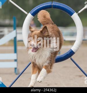 Navigating the Dog Agility Ring with a Front Cross