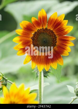 A Perfect Little Becka Sunflower Standing Tall and Confident Stock Photo