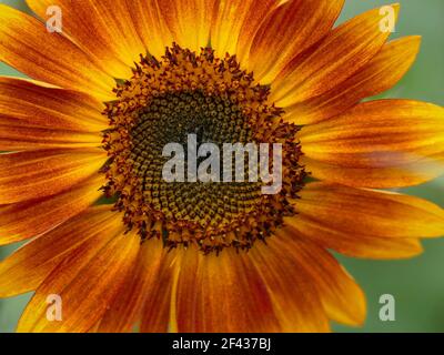 One Perfect Little Becka Sunflower Zoomed in for a Closer Look at the Beautiful Burnt Orange and Yellow Gradient Petals Stock Photo