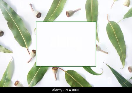 Australian themed background of scattered gum leaves and gum nuts modern top down view on a textured white background. Stock Photo