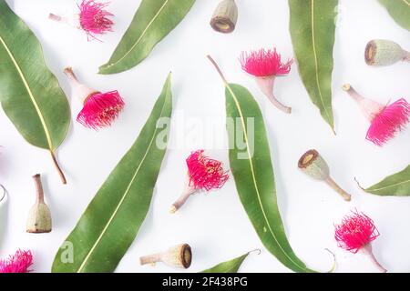 Australian themed background of scattered gum leaves, gum nuts and pink flowers modern top down view on a textured white background. Stock Photo