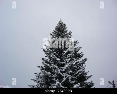 Snow Tree Shape Perfectly shaped tree Stock Photo - Alamy