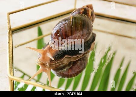 Giant Achatina snail on glass tray Stock Photo