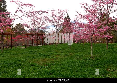 Beautiful Cherry Blossom in Alishan National Forest Recreation Area, situated in Alishan Township, Chiayi , TAIWAN Stock Photo