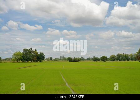 field of rice seedlings green with blue sky for background texture. Stock Photo