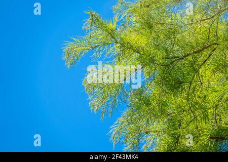 Leaves and cones of a cypress evergreen on blue sky background. Dense cypress branches with needles and fruits. Bald cypress, lat. Taxodium distichum Stock Photo