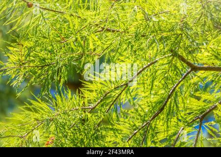 Leaves and cones of a cypress evergreen. Dense cypress branches with needles and fruits. Bald cypress, lat. Taxodium distichum Stock Photo