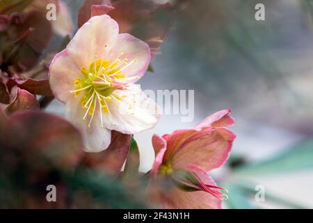 Delicate Lenten Rose (Helleborus) - North Carolina Arboretum, Asheville, North Carolina, USA Stock Photo