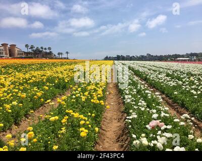 Rows of Yellow and White Ranunculus Flowers in the Flower Fields in Carlsbad, North San Diego California Stock Photo