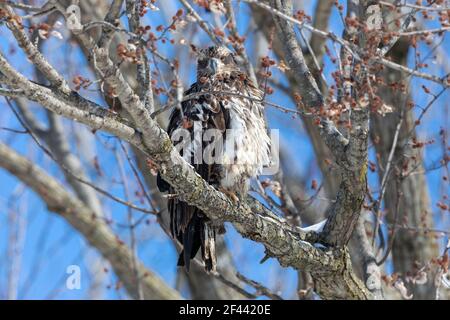 A juvenile bald eagle near the Mississippi River in Gladstone, Illinois Stock Photo