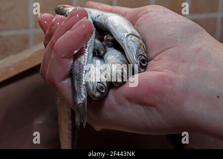 A womans hand holding some anchovies in order to prepare them for cooking Stock Photo