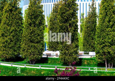 Path for a walk through the thuja trees in a park Stock Photo