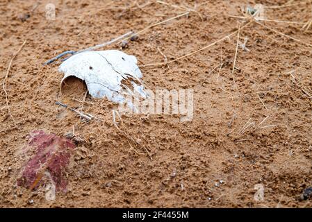 Death in the Desert. White Animal Skull in the Rippling Sand Dunes in the desert. Stock Photo