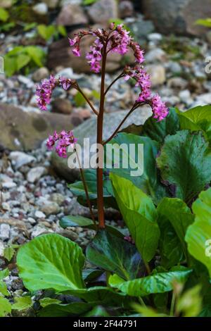 Badan in the garden bed. Medicinal and tea plant Stock Photo