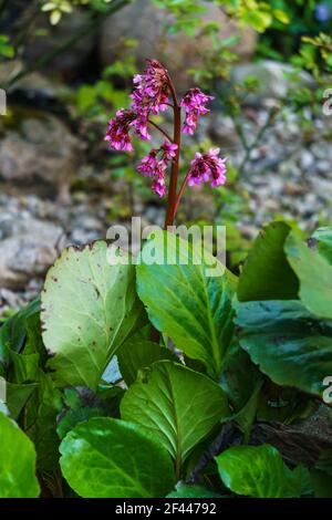 Badan in the garden bed. Medicinal and tea plant Stock Photo