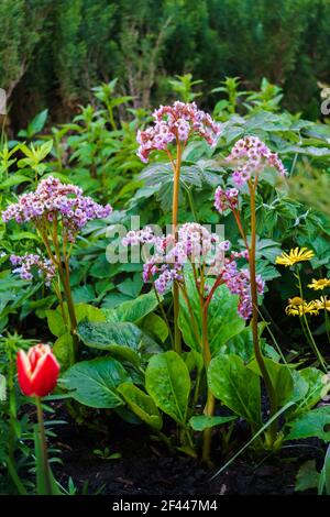 Badan in the garden bed. Medicinal and tea plant Stock Photo