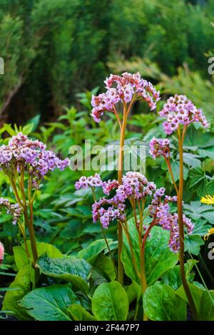 Badan in the garden bed. Medicinal and tea plant Stock Photo