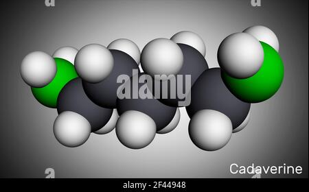 Cadaverine, pentamethylenediamine molecule. It is foul-smelling diamine formed by bacterial decarboxylation of lysine. Molecular model. 3D rendering. Stock Photo