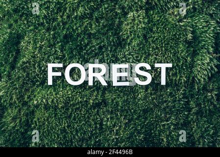Word Forest on moss, green grass background. Top view. Copy space. Banner. Biophilia concept. Nature backdrop Stock Photo