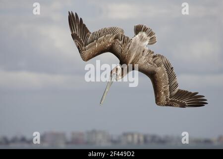 Brown Pelican juvenile plunge diving (Pelecanus occidentalis) Sanibel Island, florida, USA BI001178 Stock Photo