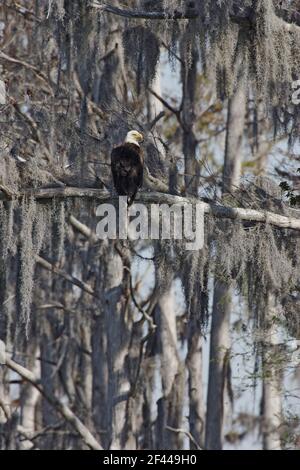 Bald Eagle in Spanish Moss draped tree(Haliaeetus leucocephalus) Cypress Lake, florida, USA BI001221 Stock Photo