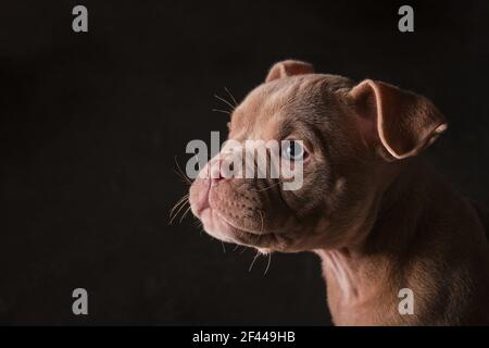 American bully bulldog pitbull puppy with black background Stock Photo