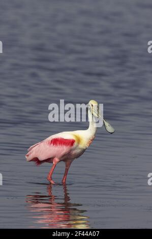 Roseatte Spoonbill feeding (Ajaia ajaja) Merrit Island NWR, florida, USA BI001478 Stock Photo