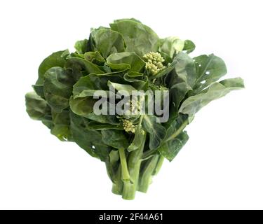 fresh baby broccoli isolated on a white background. Stock Photo