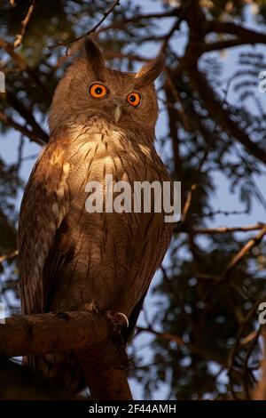 Dusky Eagle Owl, Bubo coromandus, bright shining eyes on tree, Ranthambore National Park, Wildlife Sanctuary, Ranthambhore, Sawai Madhopur, Rajasthan, India, Asia Stock Photo