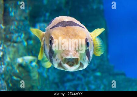 Blowfish or diodon holocanthus underwater in ocean in tropical destination Stock Photo