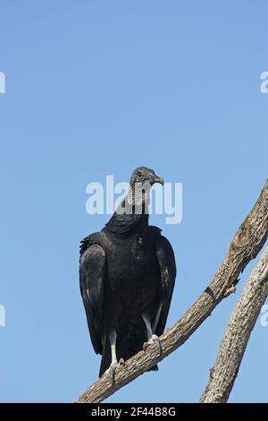 American Black Vulture (Coragyps atratus) Cypress Lake, florida, USA BI001769 Stock Photo