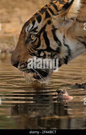 Royal Bengal Tiger drinking waterhole, Ranthambore National Park, Wildlife Sanctuary, Ranthambhore, Sawai Madhopur, Rajasthan, India, Asia Stock Photo