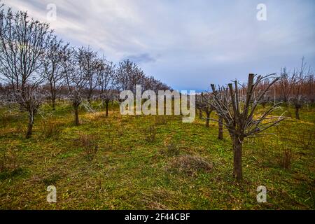 planting of sea buckthorn shrubs in early spring Stock Photo