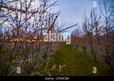 planting of sea buckthorn shrubs in early spring Stock Photo