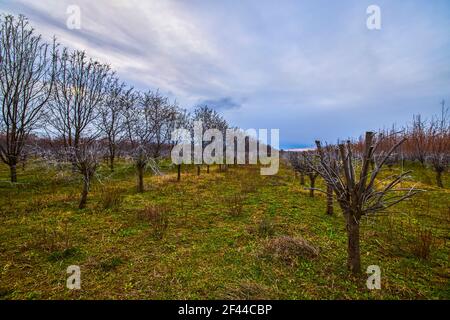 planting of sea buckthorn shrubs in early spring Stock Photo