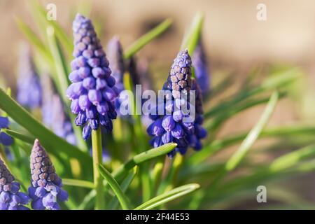 Grape hyacinth Muscari armeniacum or mouse hyacinth close-up in the garden. Delicate blue spring flowers in bright sunlight. Atmospheric light spring Stock Photo