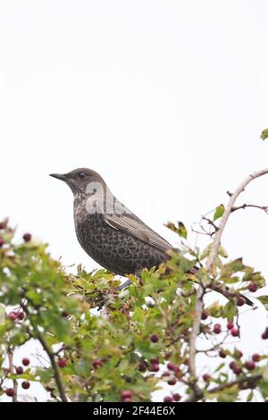 Ring Ouzel (Turdus torquatus) first winter perched in hawthorne Stock Photo