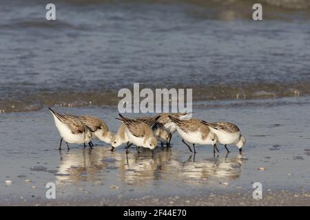 Sanderling feeding along shoreline(Calidris alba) Fort de Soto, florida, USA BI002049 Stock Photo