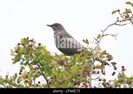 Ring Ouzel (Turdus torquatus) first winter perched in hawthorne Stock Photo