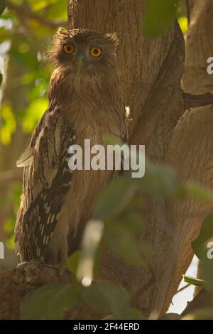 Dusky Eagle Owl, Bubo coromandus, looking at camera from tree branch, Ranthambore National Park, Wildlife Sanctuary, Ranthambhore, Sawai Madhopur, Rajasthan, India, Asia Stock Photo