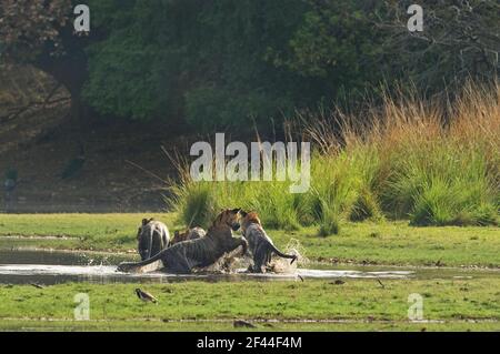 Royal Bengal Tiger family playing, Ranthambore National Park, Wildlife Sanctuary, Ranthambhore, Sawai Madhopur, Rajasthan, India, Asia Stock Photo