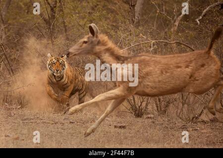 Royal Bengal Tiger hunting charging Sambar deer, Ranthambore National Park, Wildlife Sanctuary, Ranthambhore, Sawai Madhopur, Rajasthan, India, Asia Stock Photo