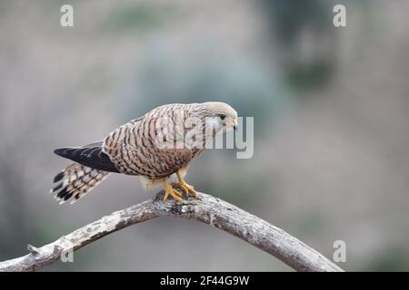 Lesser Kestrel(Falco naumanni) Female Extremadura, Spain BI002680 Stock Photo